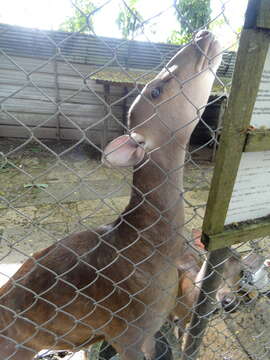 Image of Philippine Brown Deer