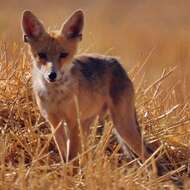 Image of Kurdistan red fox