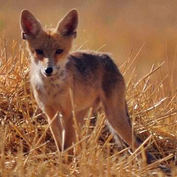 Слика од Vulpes vulpes kurdistanica Satunin 1906