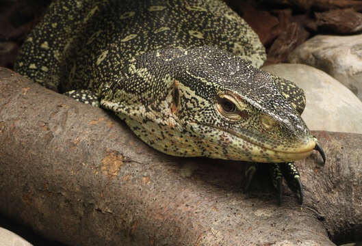 Image of Ornate monitor