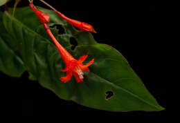 Image of Fuchsia venusta Kunth