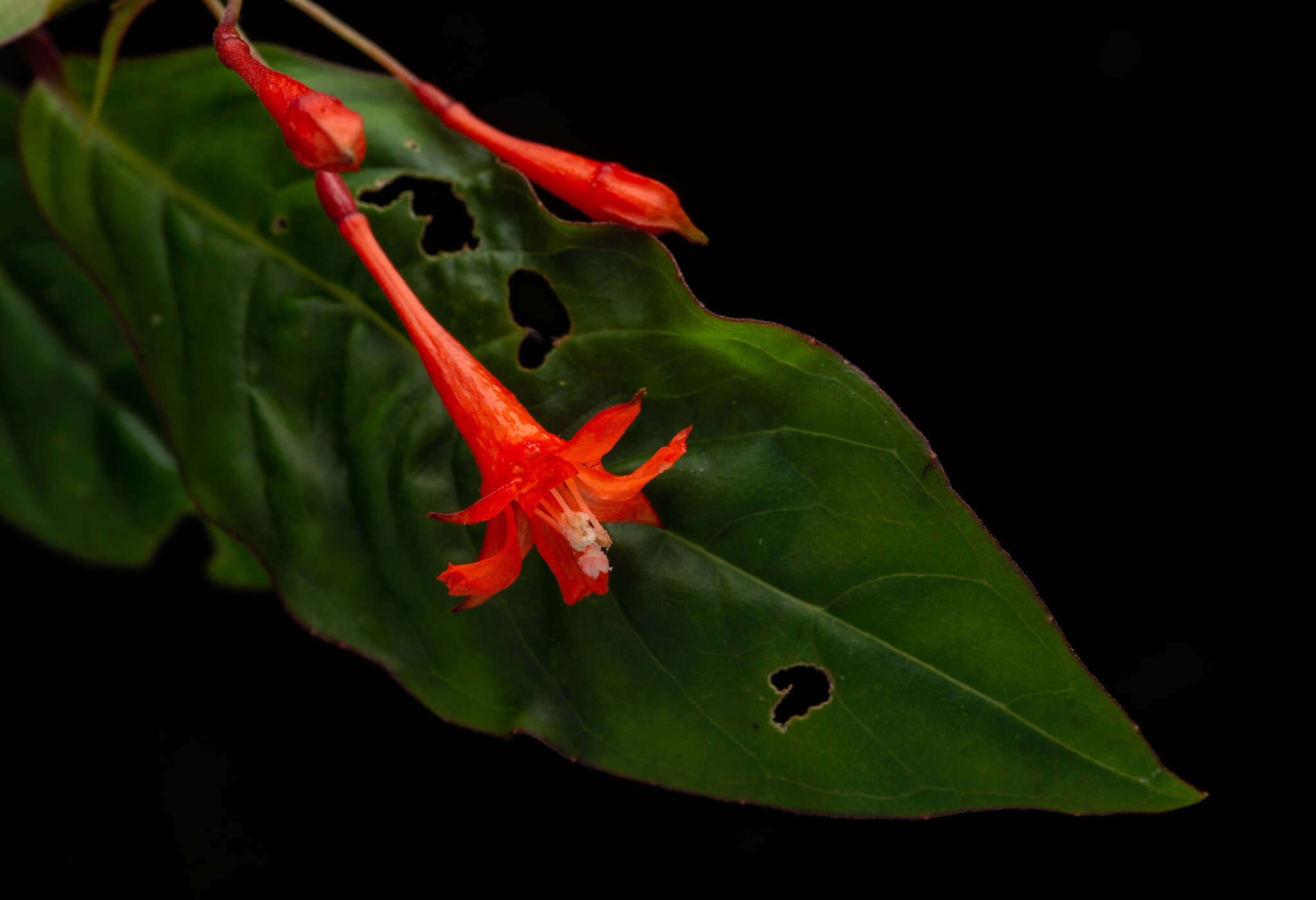 Image of Fuchsia venusta Kunth