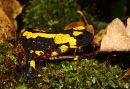 Image of Common Fire Salamander