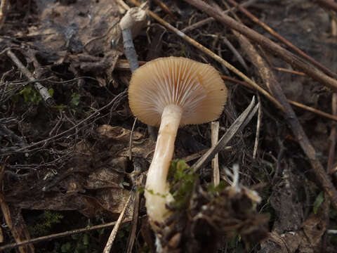 Image de Rhizocybe pruinosa (P. Kumm.) Vizzini, G. Moreno, P. Alvarado & Consiglio 2015