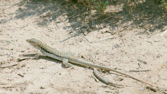 Image of Rapid Racerunner