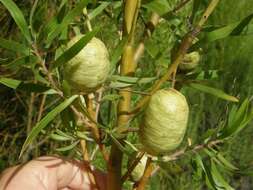 Plancia ëd Leucadendron salicifolium (Salisb.) I. Williams