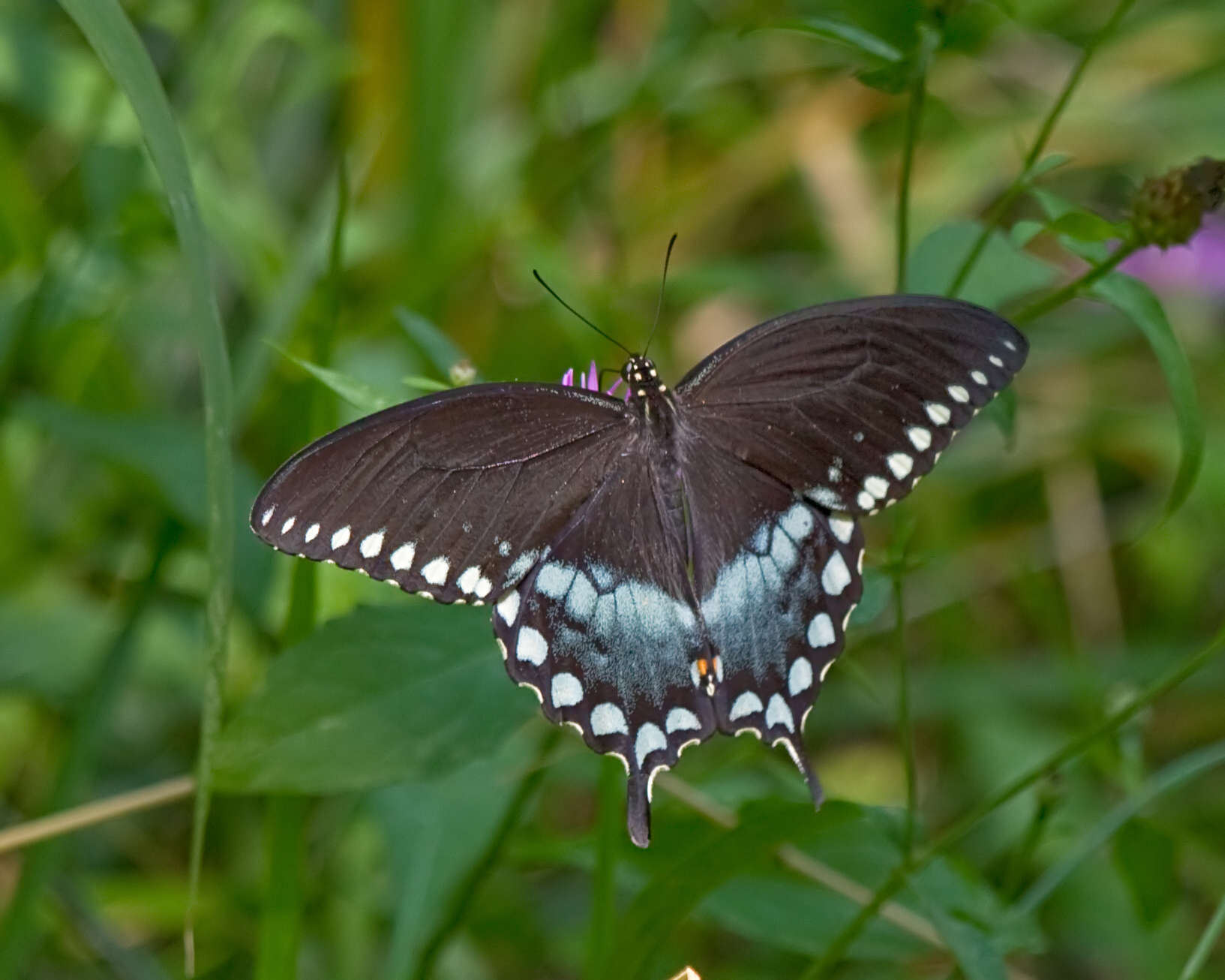 Papilio troilus Linnaeus 1758 resmi