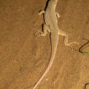 Image of Reticulate Racerunner