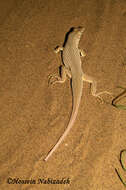 Image of Reticulate Racerunner