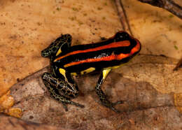 Image of Ranitomeya uakarii (Brown, Schulte & Summers 2006)