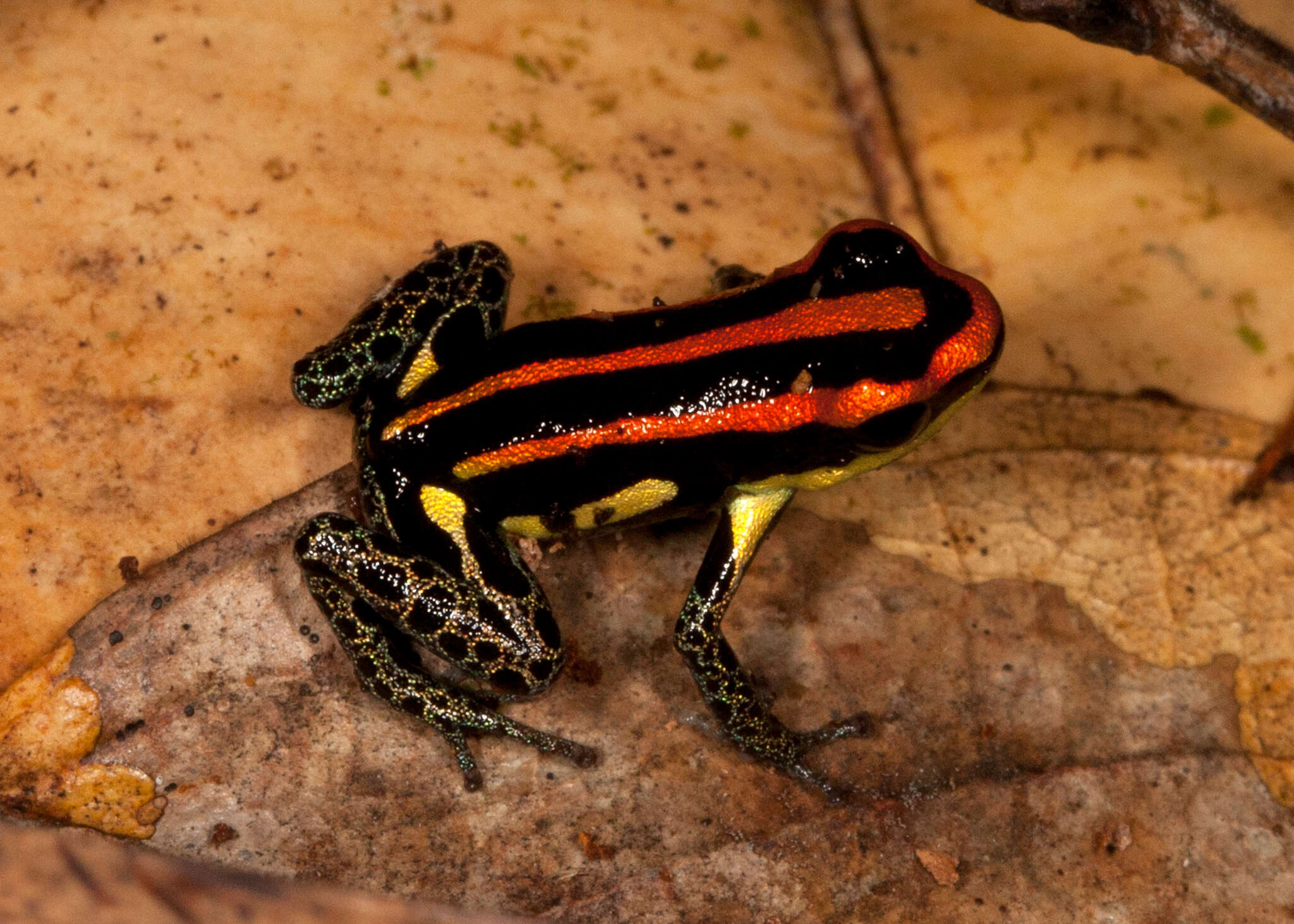 Image of Ranitomeya uakarii (Brown, Schulte & Summers 2006)