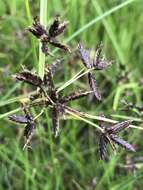 Image of Cyperus mundii (Nees) Kunth