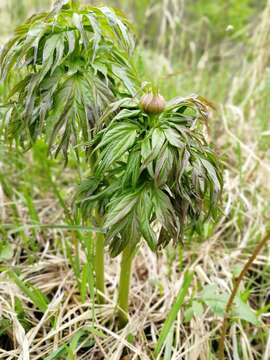 Image of anomalous peony
