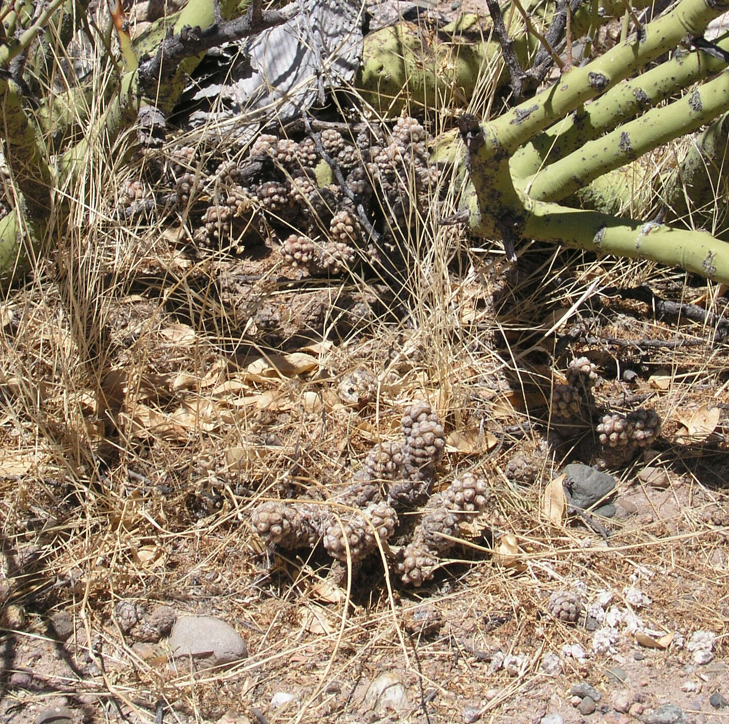 Imagem de Tephrocactus molinensis (Speg.) Backeb.