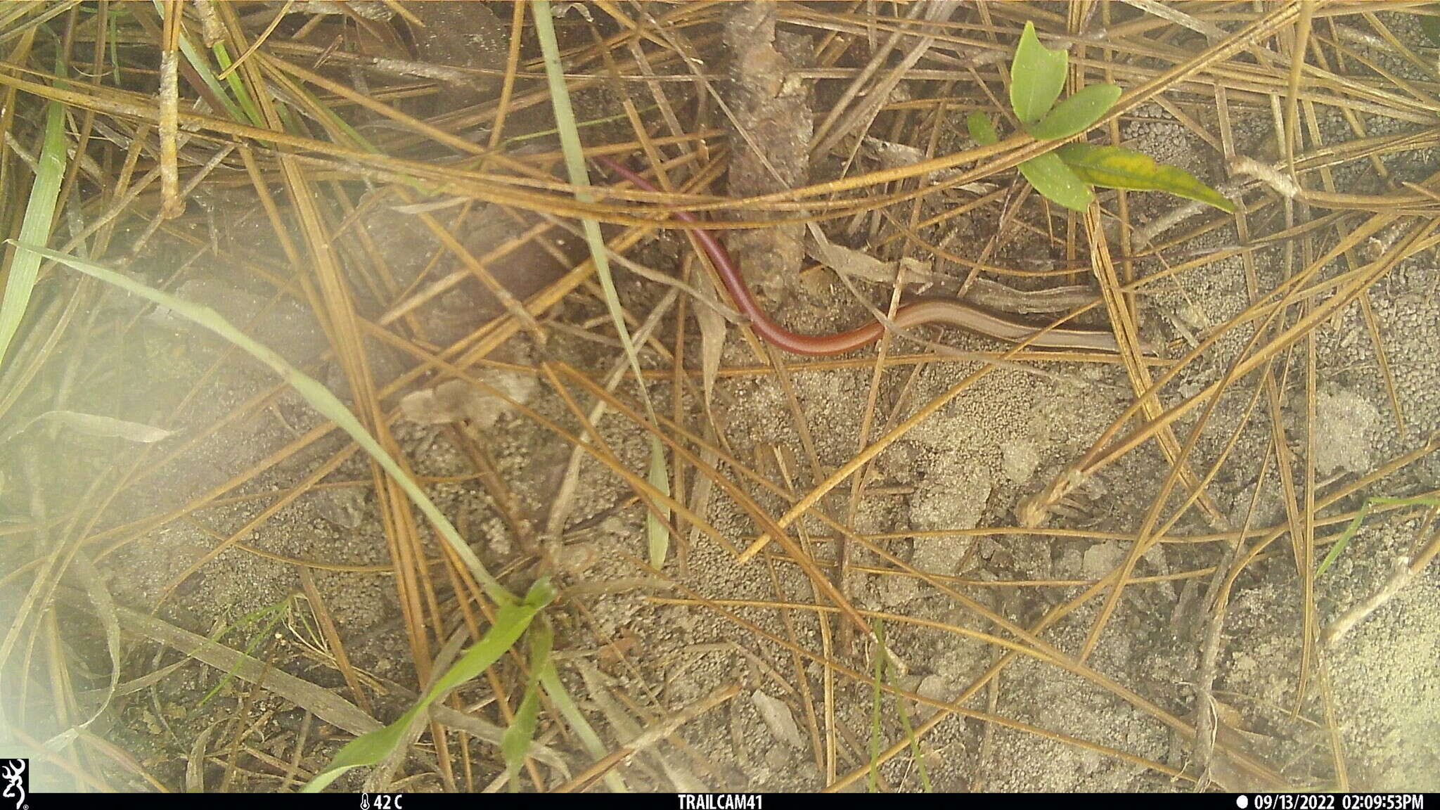 Plancia ëd Plestiodon egregius similis Mcconkey 1957