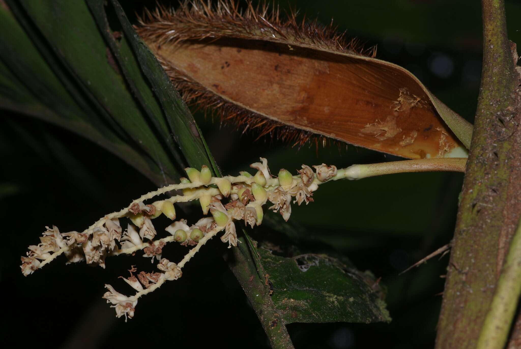 Image of Bactris nancibaensis Granv.