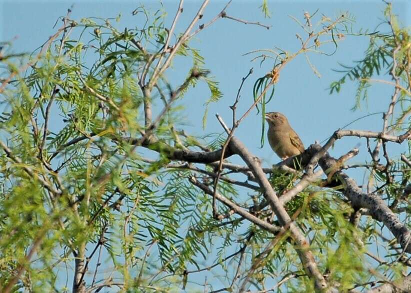 Image of Botteri's Sparrow