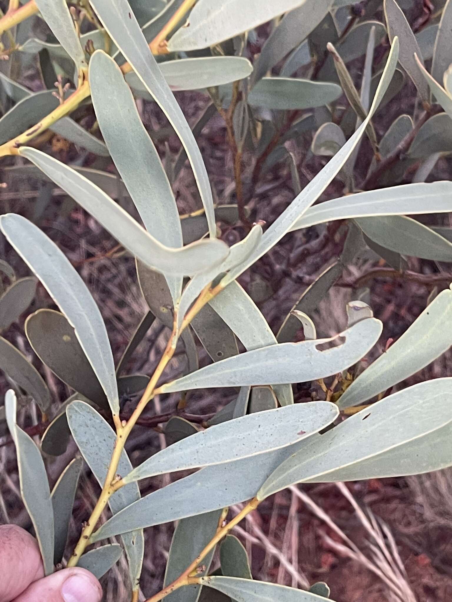 Plancia ëd Acacia notabilis F. Muell.