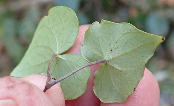 Image of Dioscorea mundii Baker