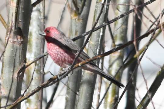 Image of Streaked Rosefinch