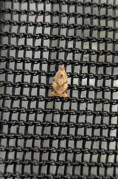 Image of Neocalyptis affinisana Walker 1863