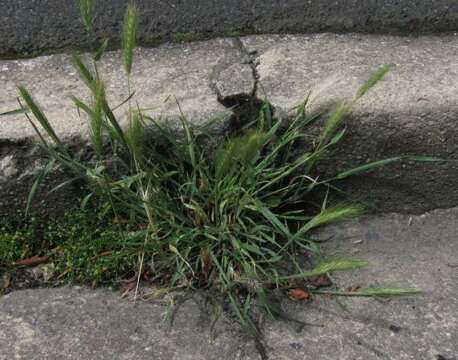 Image of wall barley