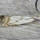 Image of Small White Grass-veneer