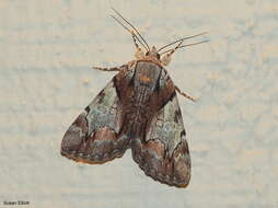 Image of Hawthorn Underwing