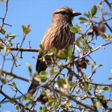 Image of Purple Roller