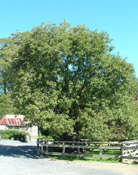 Plancia ëd Pyrus communis L.