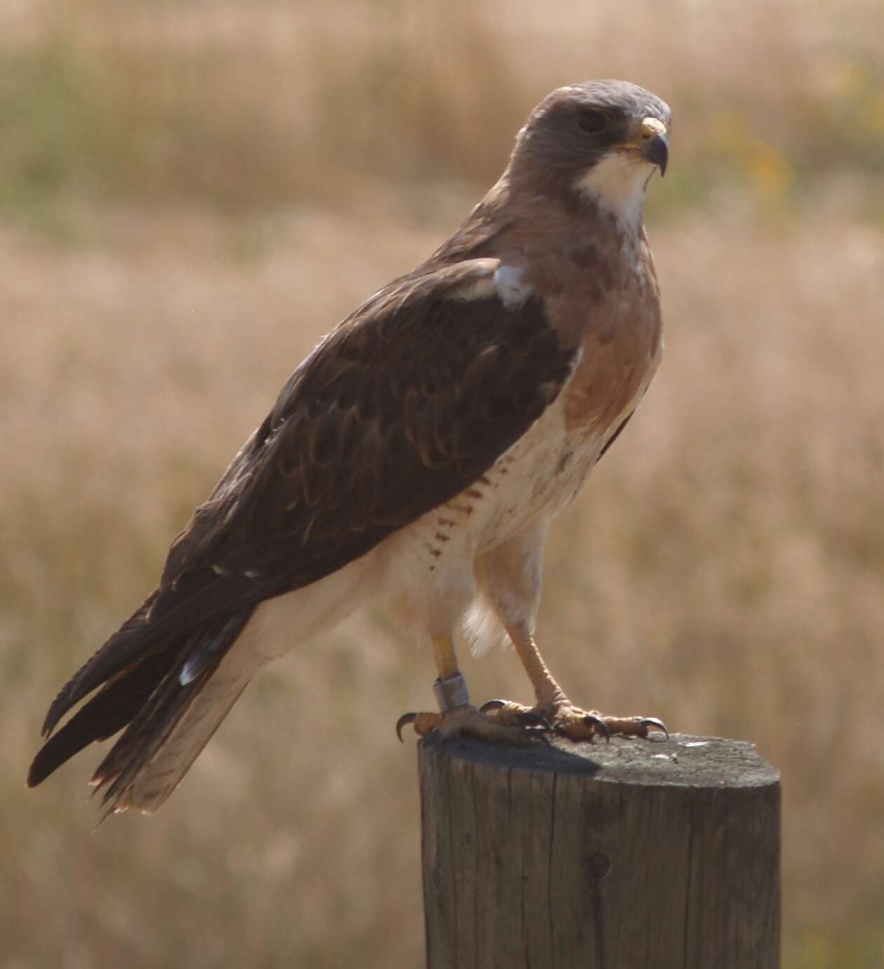 Image of Swainson's Hawk