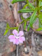 Image de Coopernookia barbata (R. Br.) Carolin