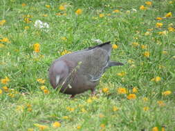 Image of Picazuro Pigeon