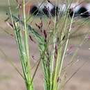 Image of Hairy Panic Grass