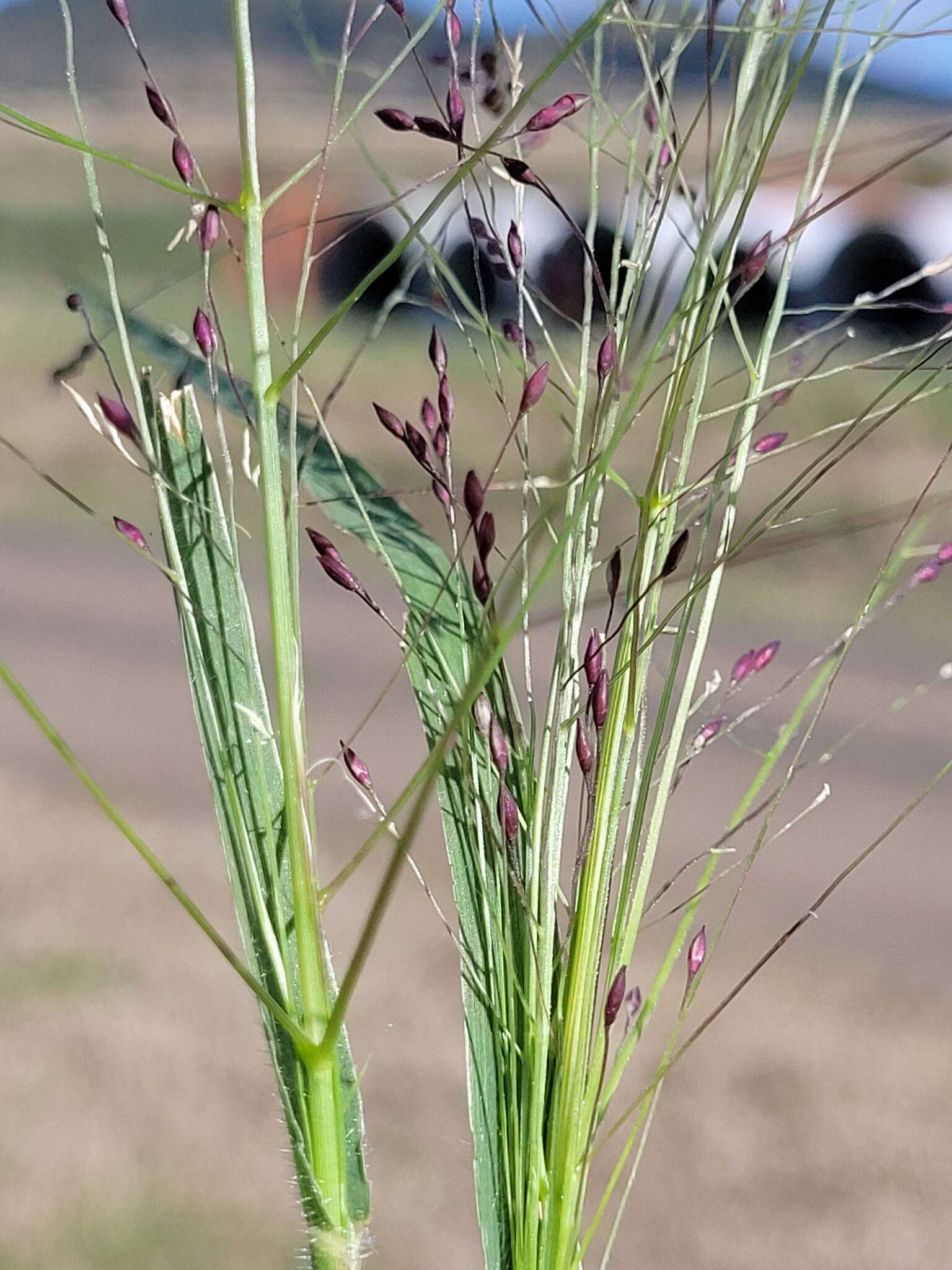 Image of Hairy Panic Grass