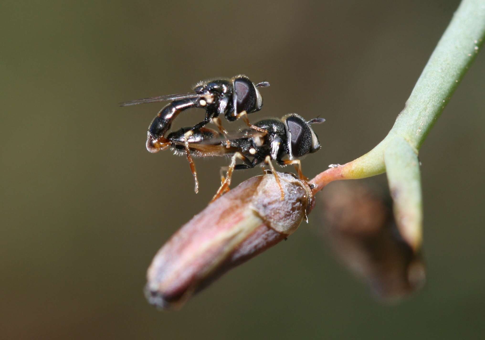 Paragus tibialis (Fallen 1817) resmi