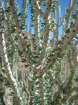 Image of Portulacaria namaquensis Sond.