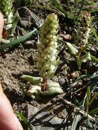 Image of Satyrium bicallosum Thunb.