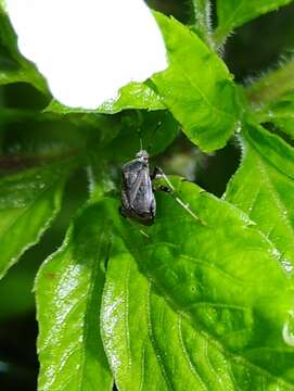 Image of Proboscidocoris malayus Reuter 1908