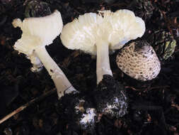 Image of Leucoagaricus erythrophaeus Vellinga 2010