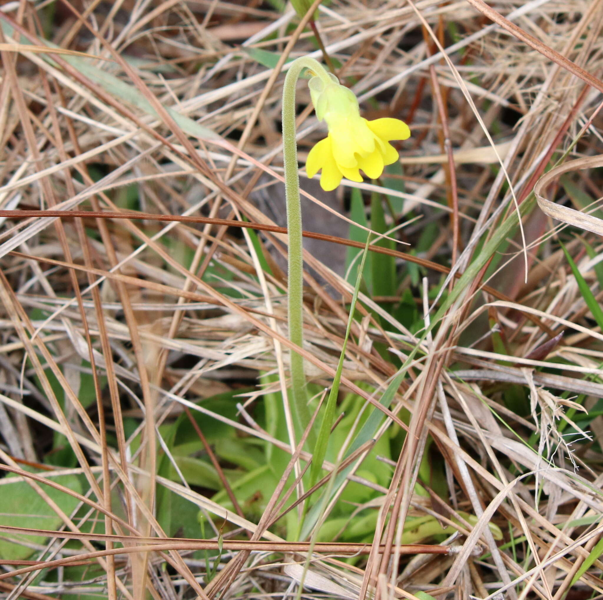 Image of yellow butterwort