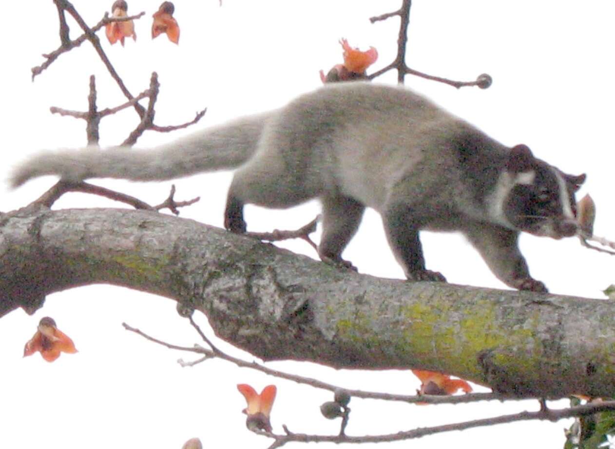 Image of masked palm civet