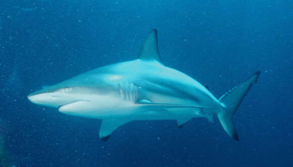 Image of Blacktip Shark