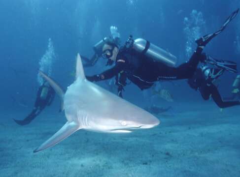 Image of Blacktip Shark