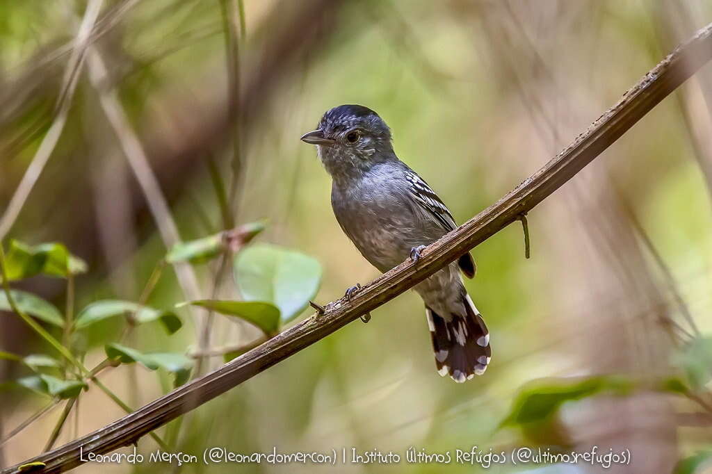 Image of Sooretama Slaty Antshrike