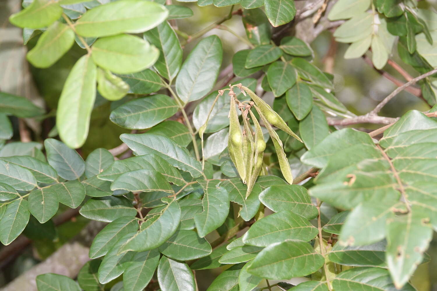 Image of Derris involuta (Sprague) Sprague