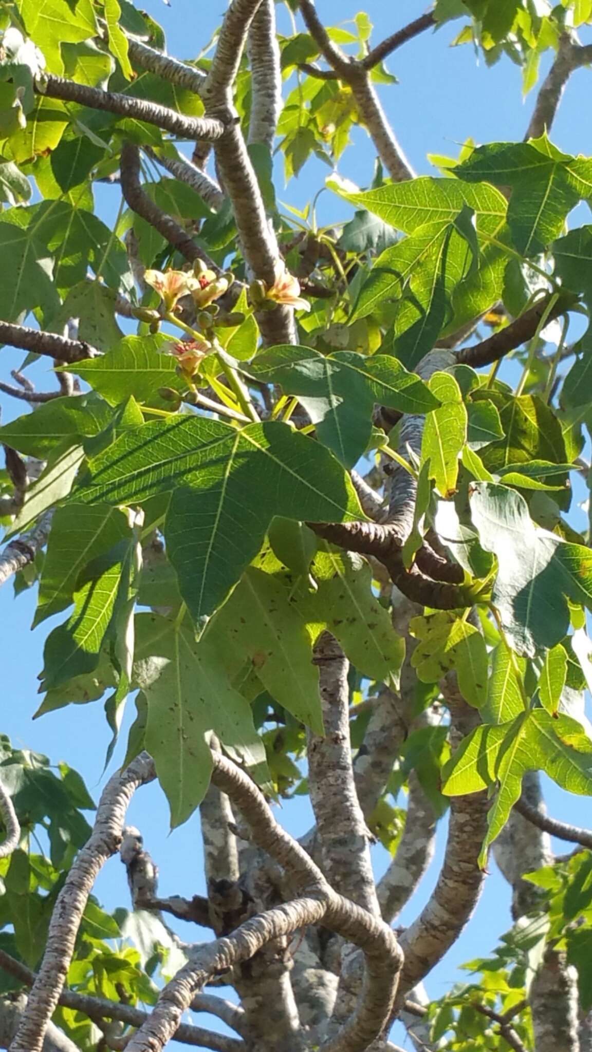 Image of Jatropha mahafalensis Jum. & H. Perrier