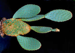 Image of Opuntia azurea