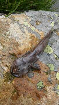 Image of Bullhead