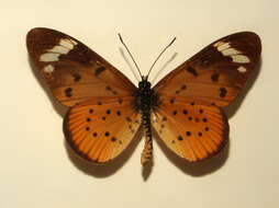 صورة Acraea encedon Linnaeus 1758